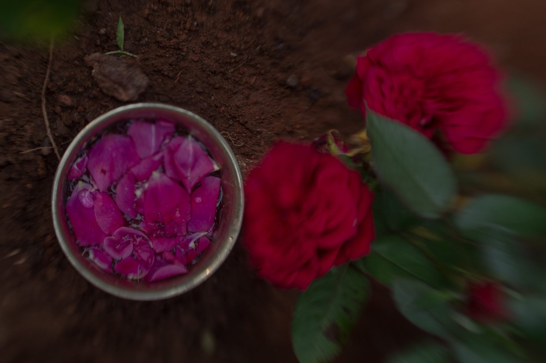 Seen from above, a steel bowl of rose petals steeping in water rests on red soil beside two deep red roses, soft and blurred at the edges.