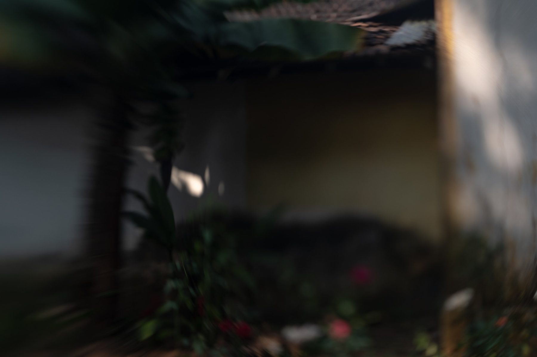 A dim, blurred view of a house wall and banana leaves, with small red and pink roses in the bed below.