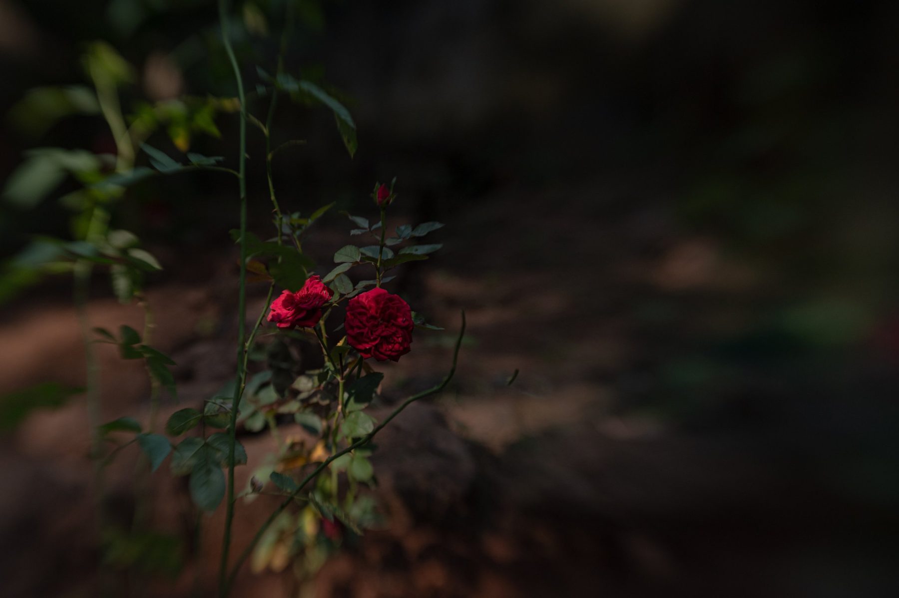 Two red roses on a thin stem catch the light against dark, shaded earth.