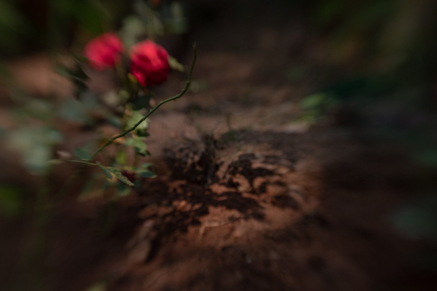 A rose stem arching over freshly turned red soil, the flowers soft at the edge of the frame.