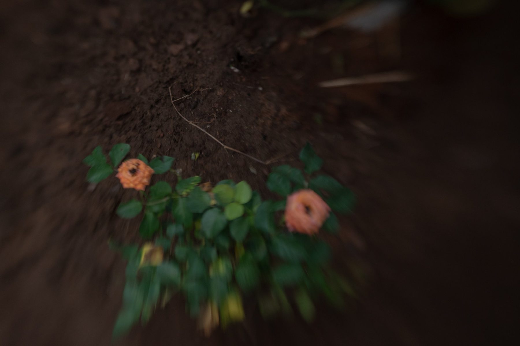 Two orange roses low against a mound of dark soil, the frame swirling at its edges.
