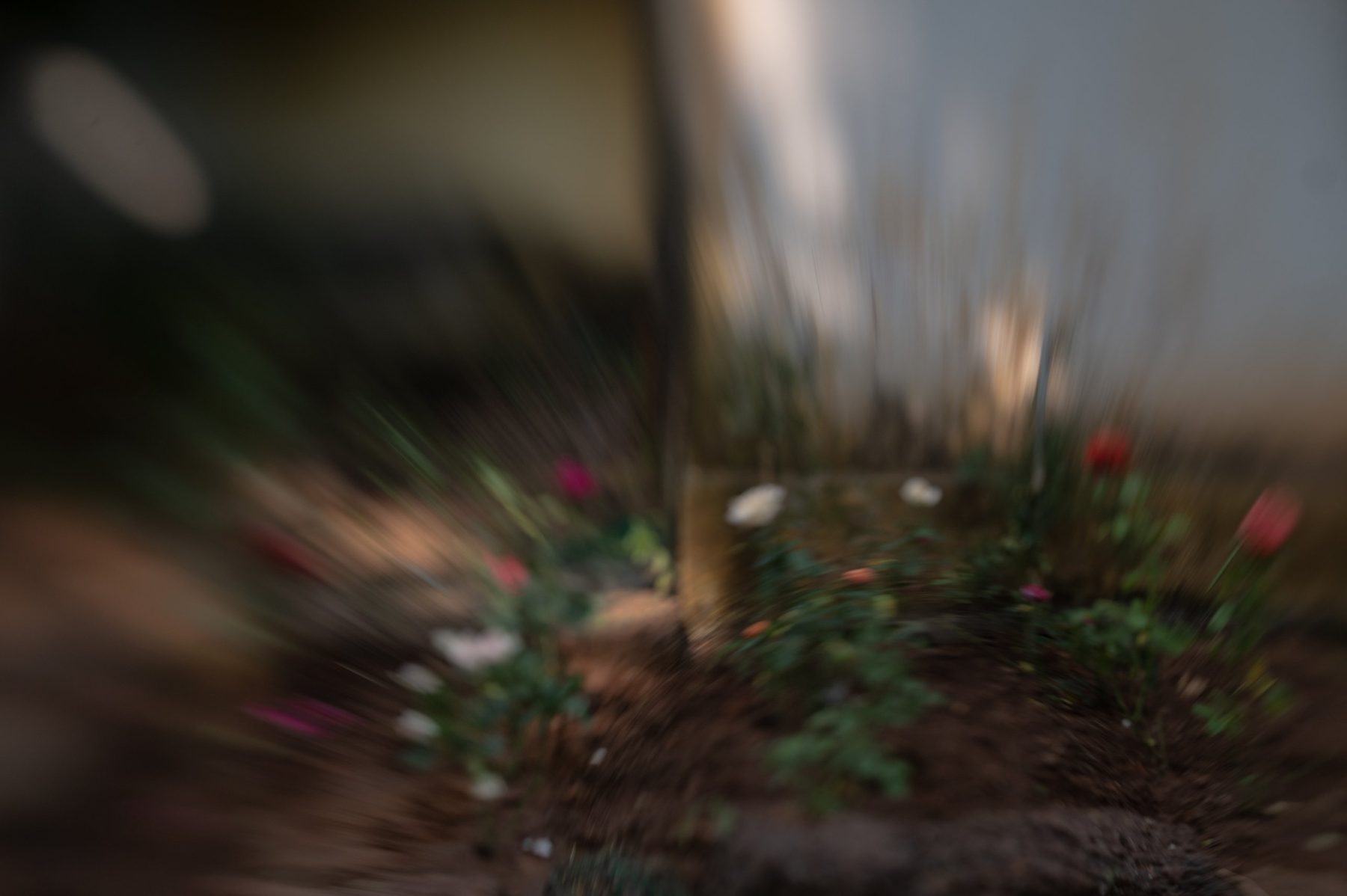 A newly planted rose bed beside a wall, red, white and pink flowers pulled into streaks by the lens.