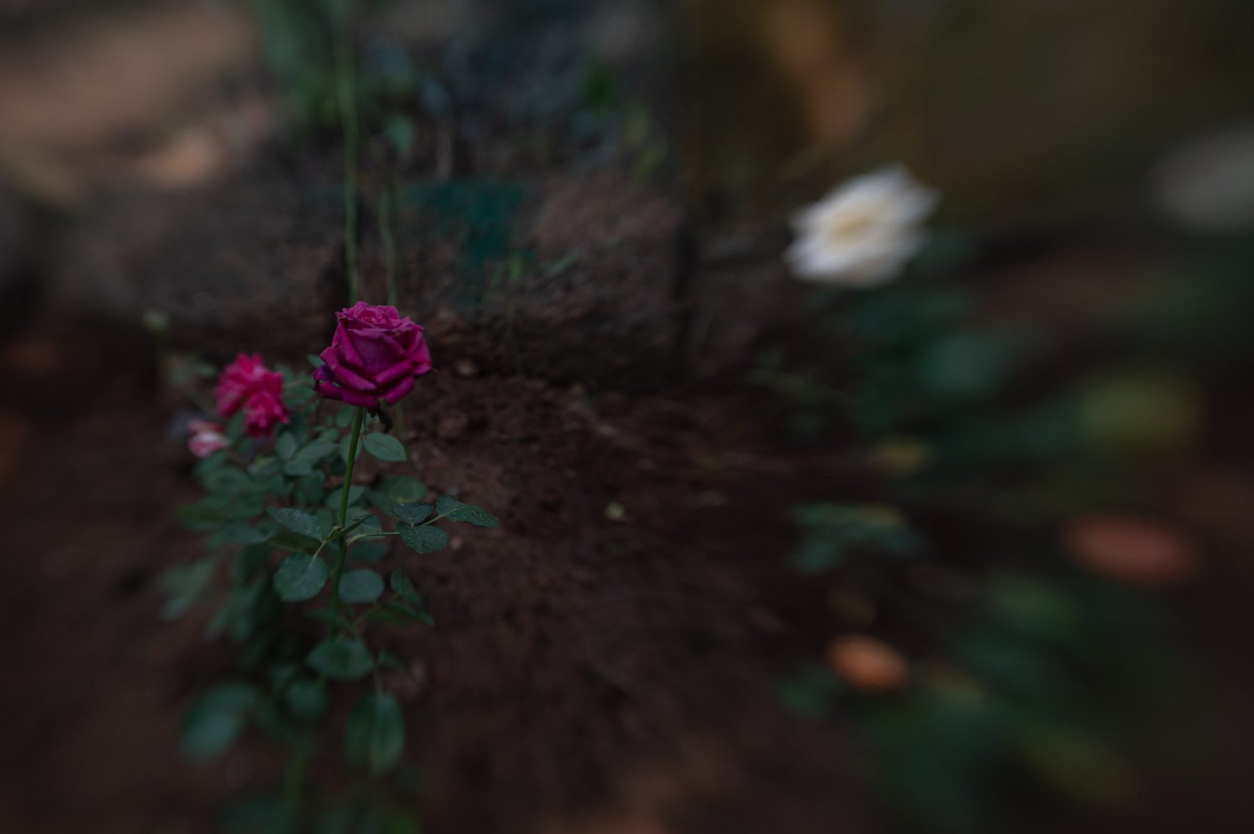 A magenta rose in focus on the left, a white rose dissolving into blur across a bed of soil.