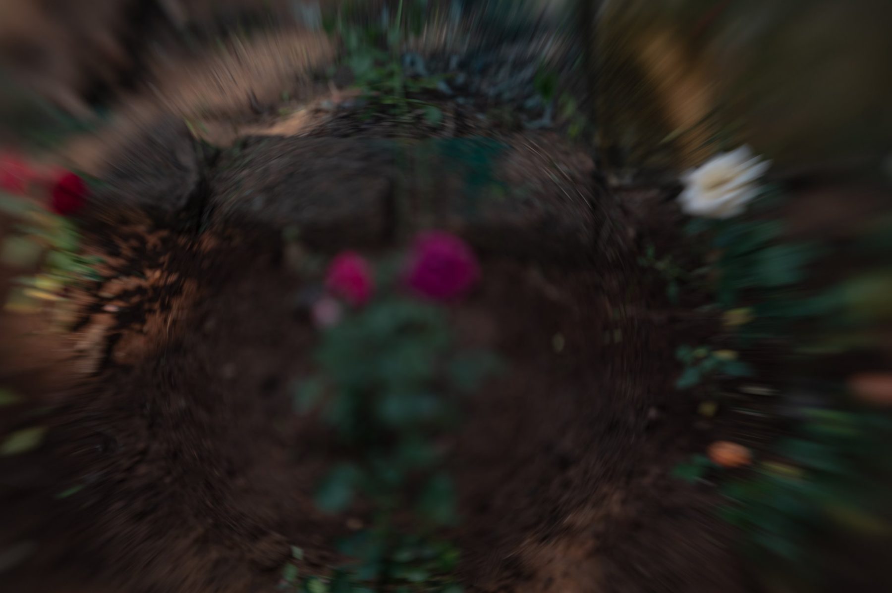 A circle of soil and rose plants seen from above, the lens drawing everything into a slow spiral around magenta flowers.