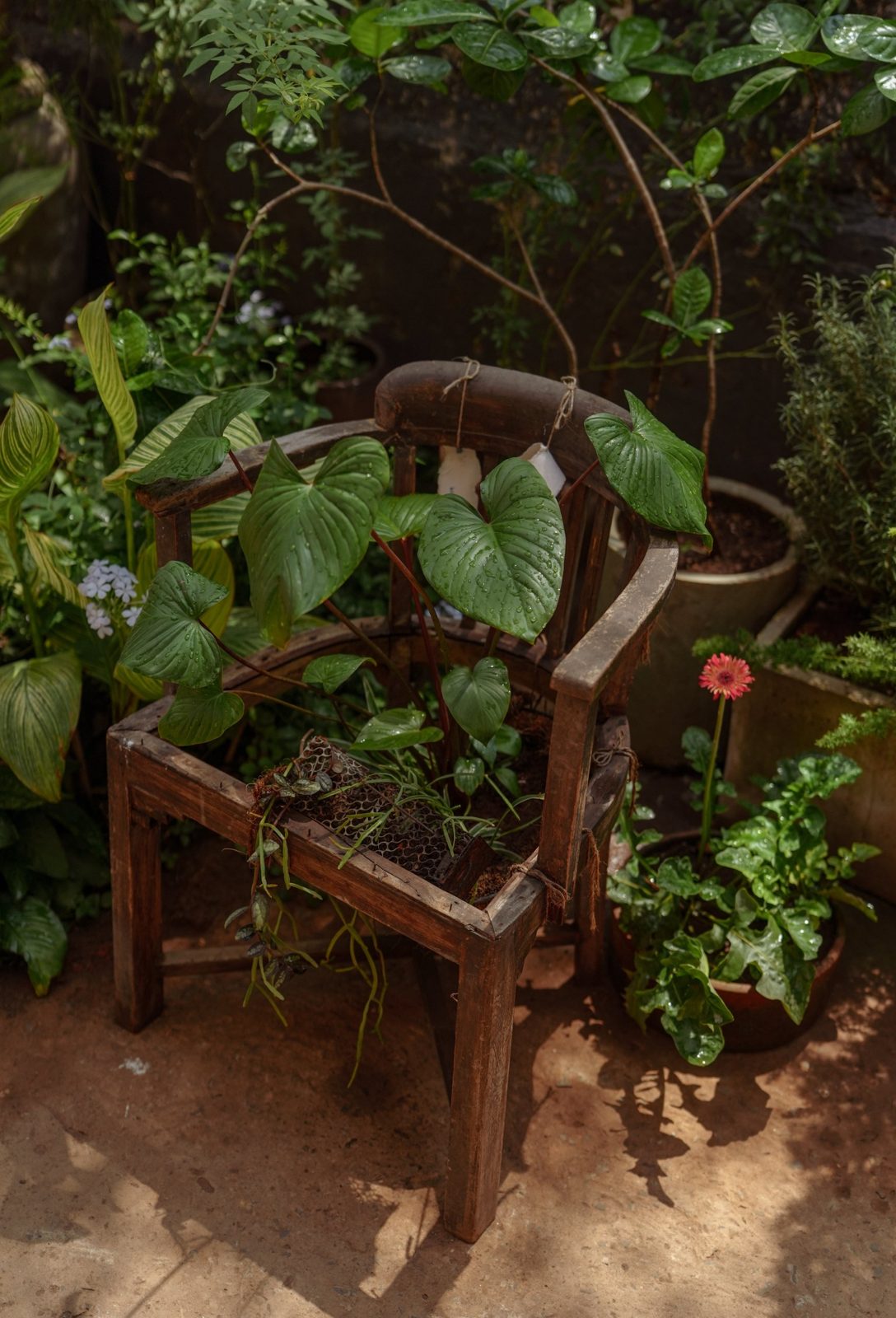 A seatless wooden chair in a shaded garden, heart-shaped leaves rising through the frame, wet from rain.