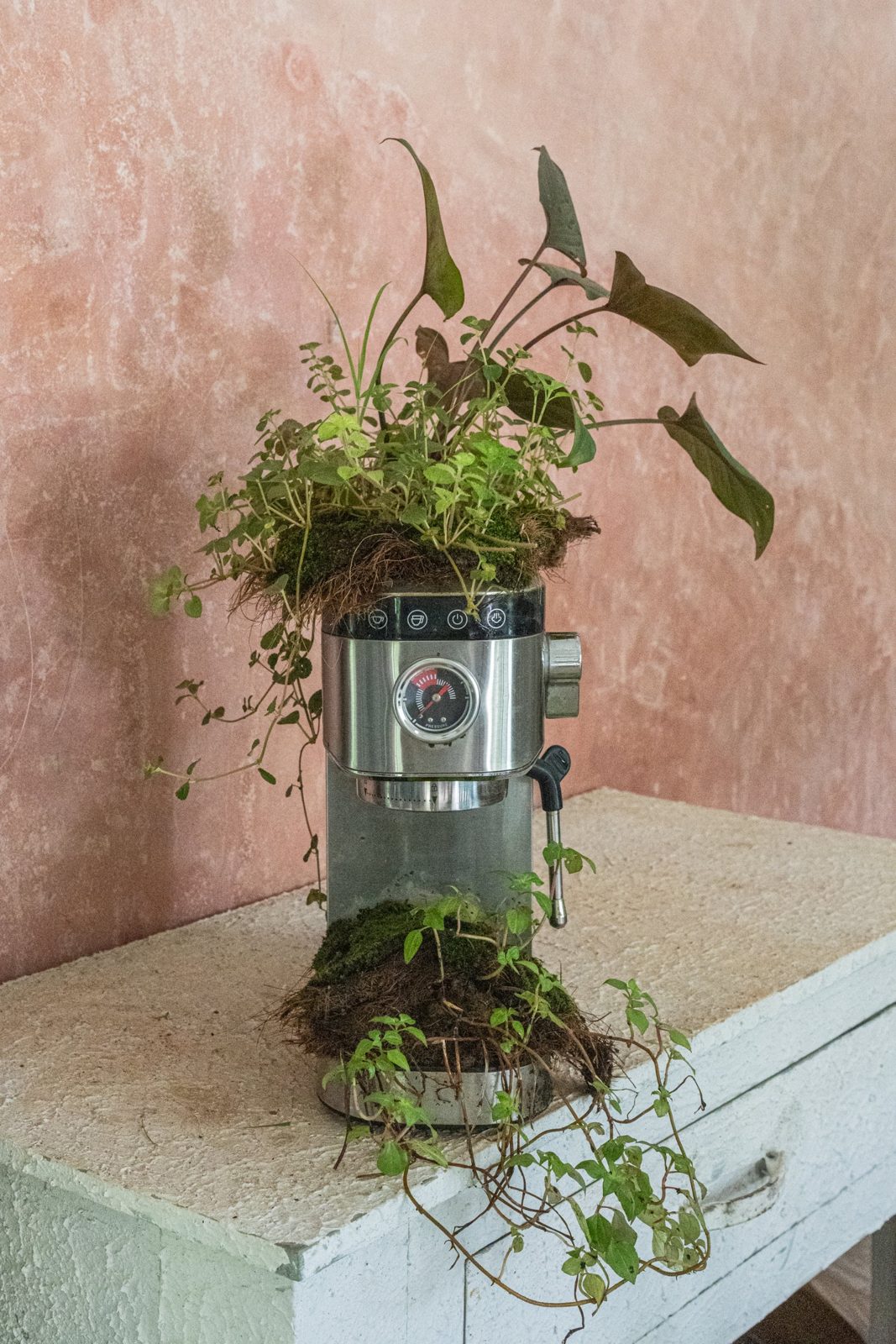 A steel espresso machine crowned with moss, herbs and arrowhead leaves, roots and a creeper spilling over a white chest of drawers.