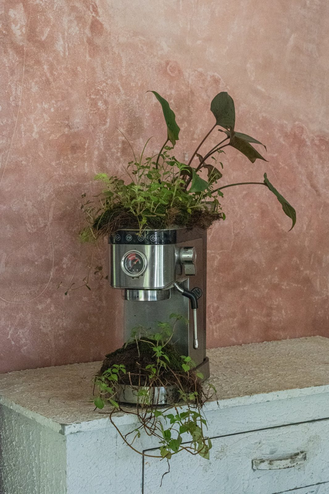 The planted espresso machine from a lower angle, the pressure gauge visible beneath the leaves.