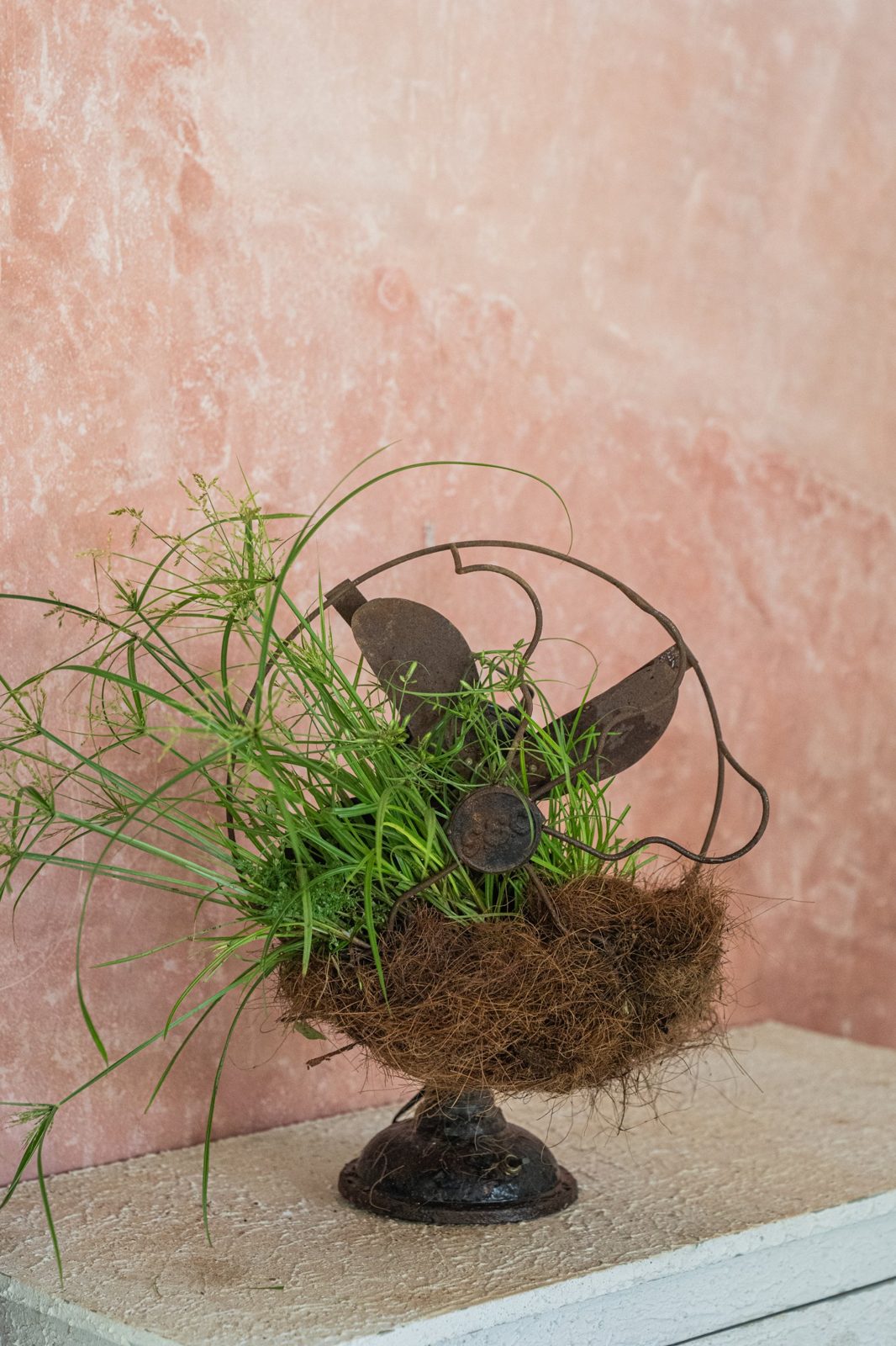 A rusted vintage table fan nested in coir and overgrown with wild grasses, against a pink lime-washed wall.