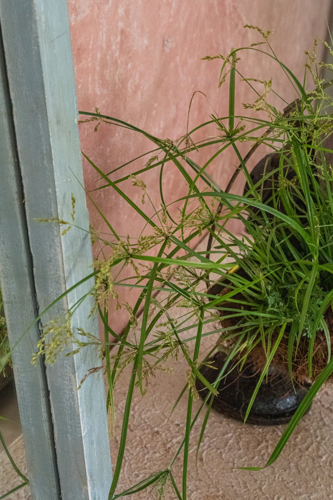 Close view of sedges and flowering grasses spilling from the fan beside a weathered blue-grey wooden frame.