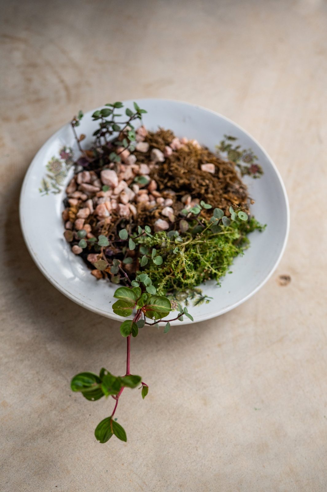 A white plate with a faded floral border, seen from above, filled with pink grit, coir, moss and small creepers, one red-stemmed creeper trailing off onto the table.